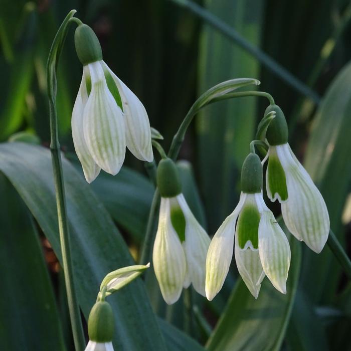 Galanthus plicatus 'Alpha Magic Chrysophrase' plant