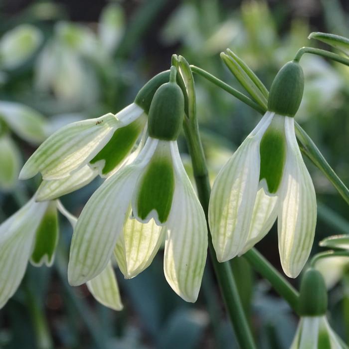 Galanthus plicatus 'Alpha Magic Chrysophrase' plant