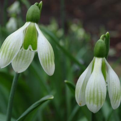 galanthus-alpha-striped-beauty
