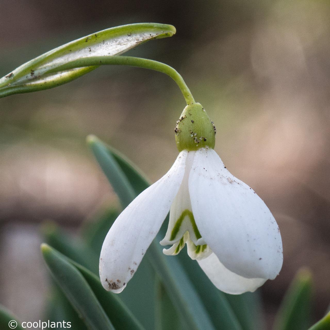 Galanthus alpinus var alpinus plant