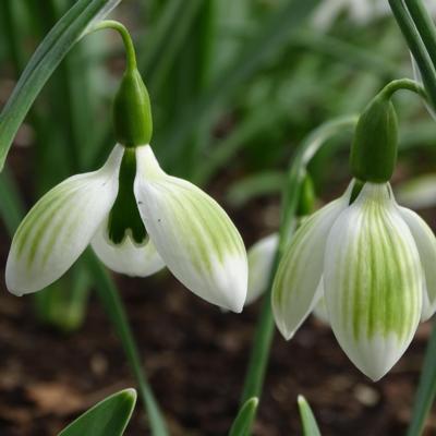 galanthus-andreas-fault