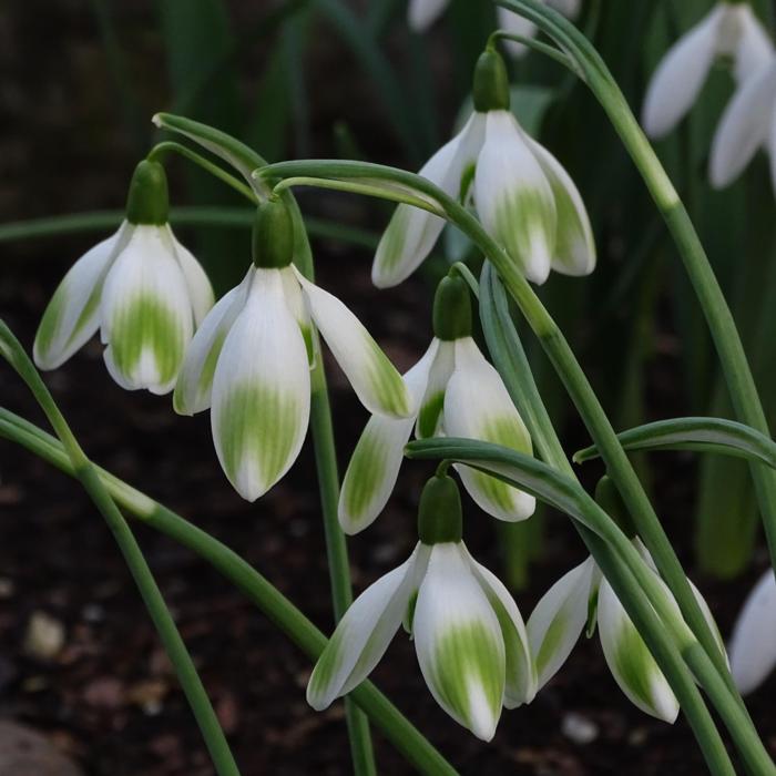 Galanthus 'Angelina' plant