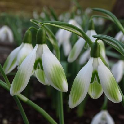 galanthus-angelina_400.jpeg