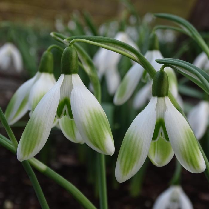 Galanthus 'Angelina' plant