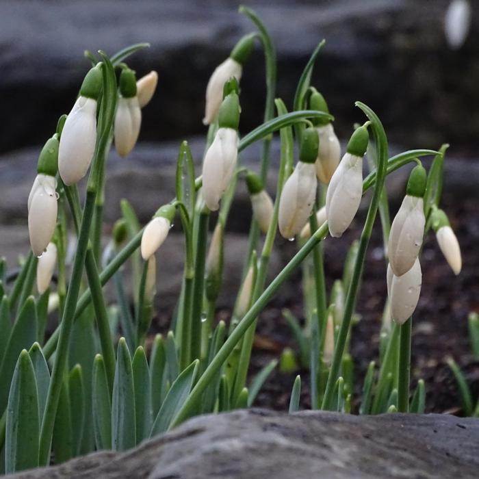 Galanthus 'Anglesey Orange Tip' plant