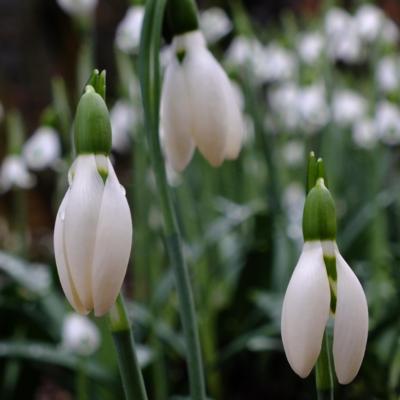 galanthus-anglesey-orange-tip_400.jpeg