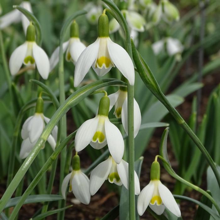 Galanthus 'Anita' plant