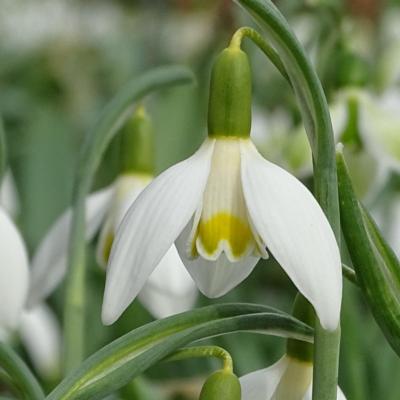 galanthus-anita
