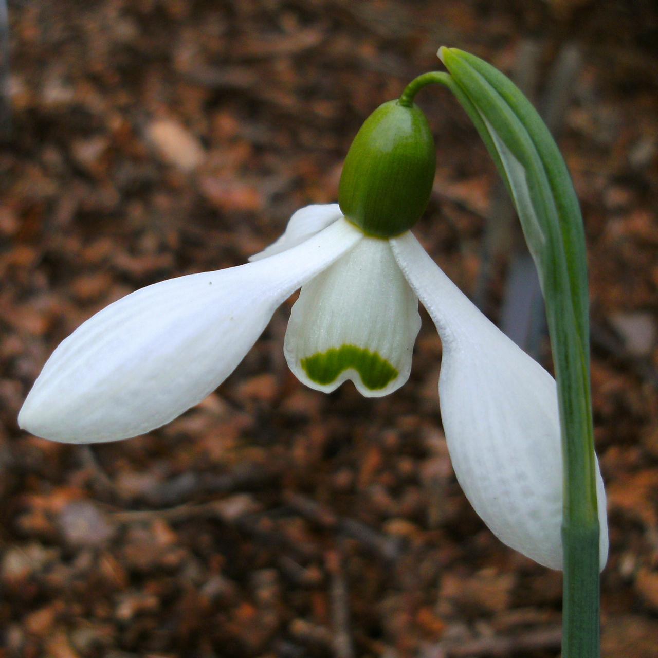 Galanthus 'Anne of Geierstein' plant