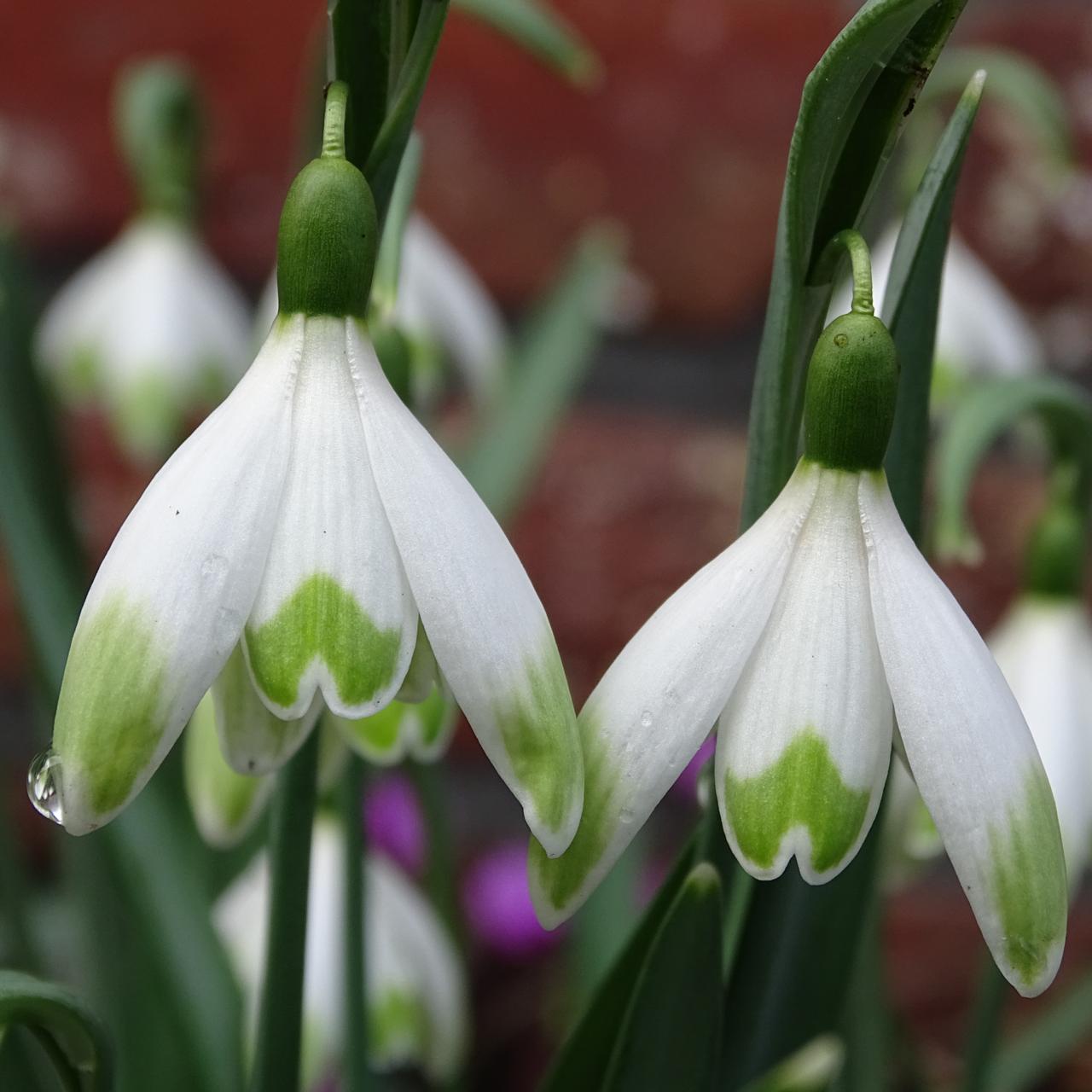 Galanthus 'Art Nouveau' plant