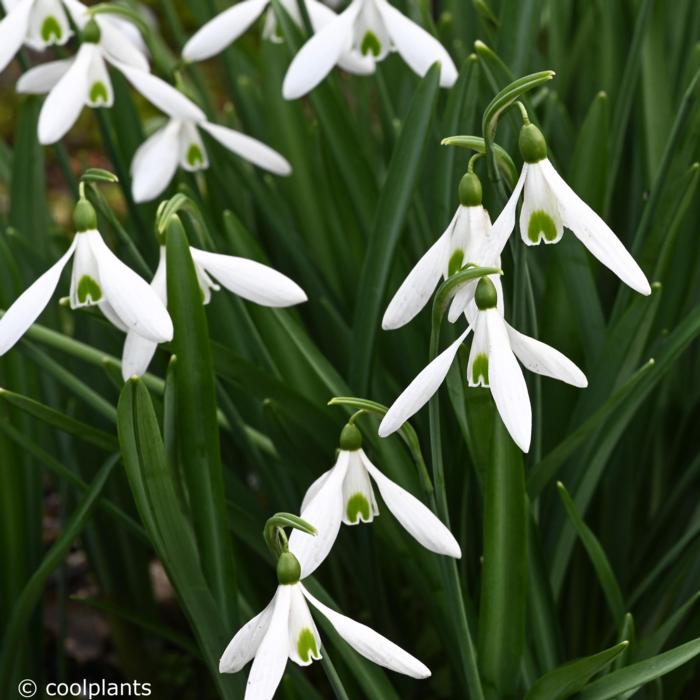 Galanthus 'Atkinsii' plant