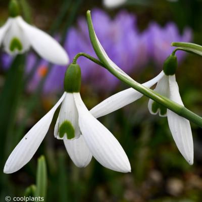 galanthus-atkinsii