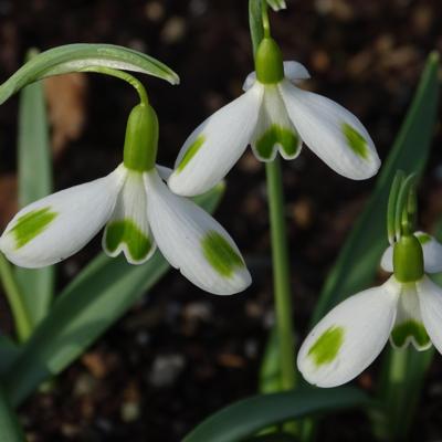 galanthus-aunt-agnes_1_400.jpeg