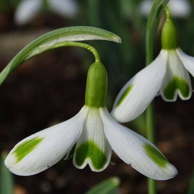 galanthus-aunt-agnes_400.jpeg