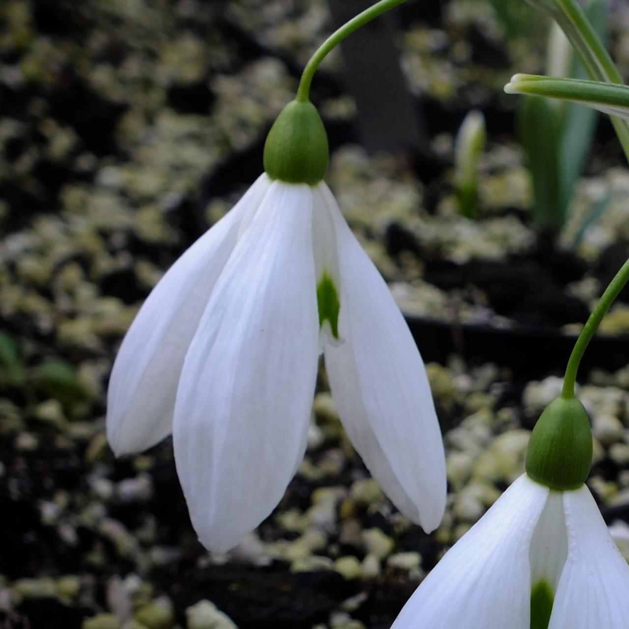 Galanthus 'Aurelia' plant