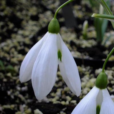 galanthus-aurelia_400.jpeg