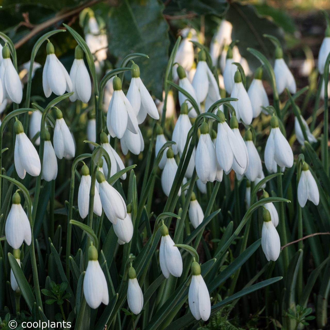 Galanthus 'Backhouse Spectacles' plant