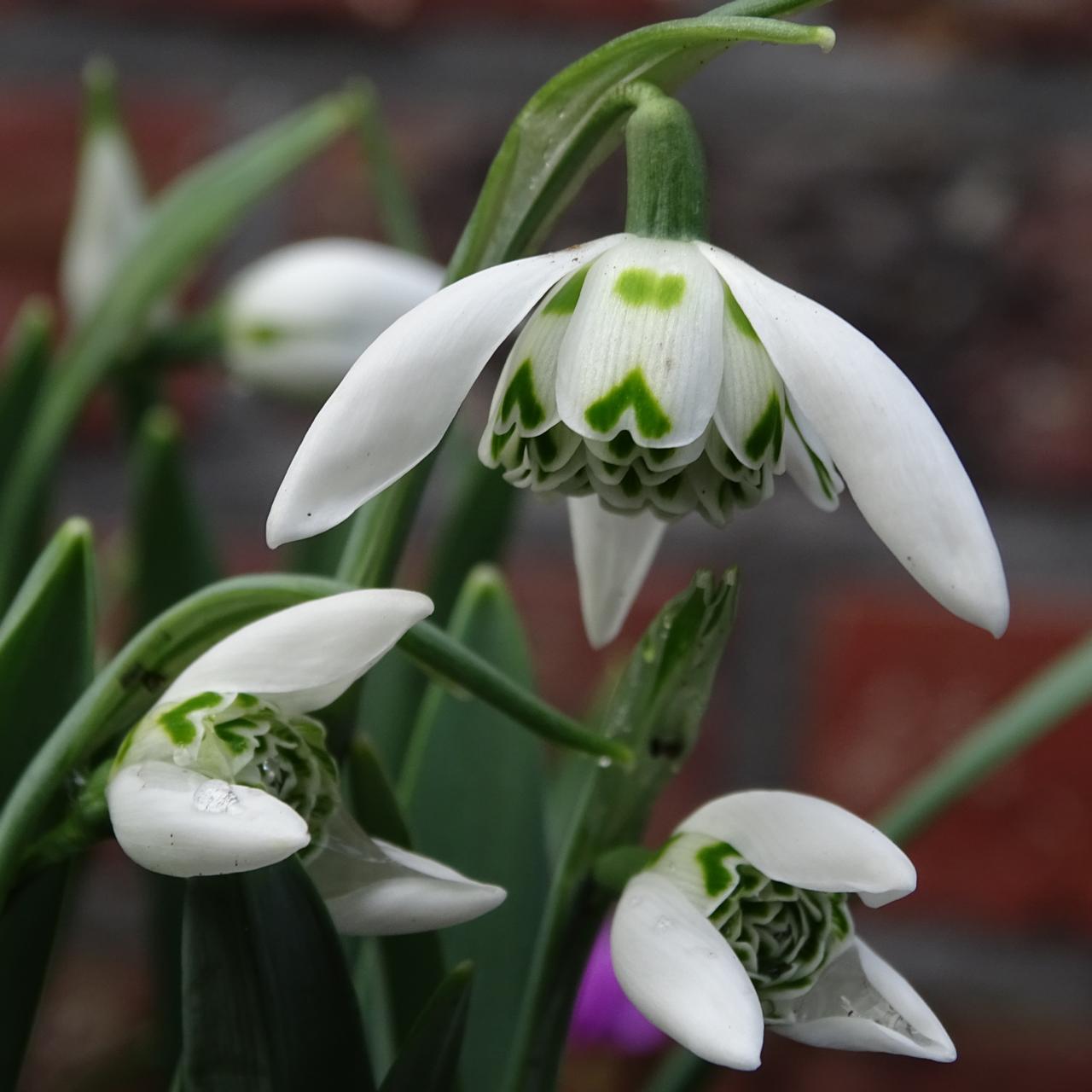 Galanthus 'Ballerina' plant