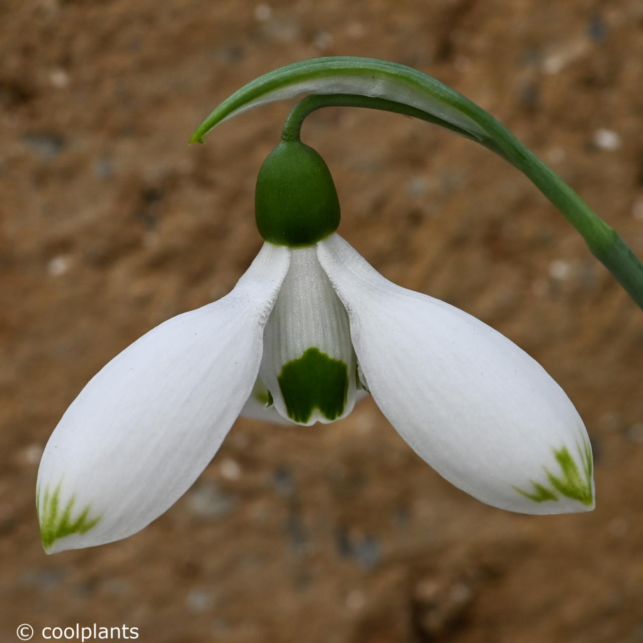 Galanthus 'Beany' plant