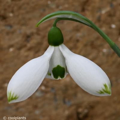 galanthus-beany