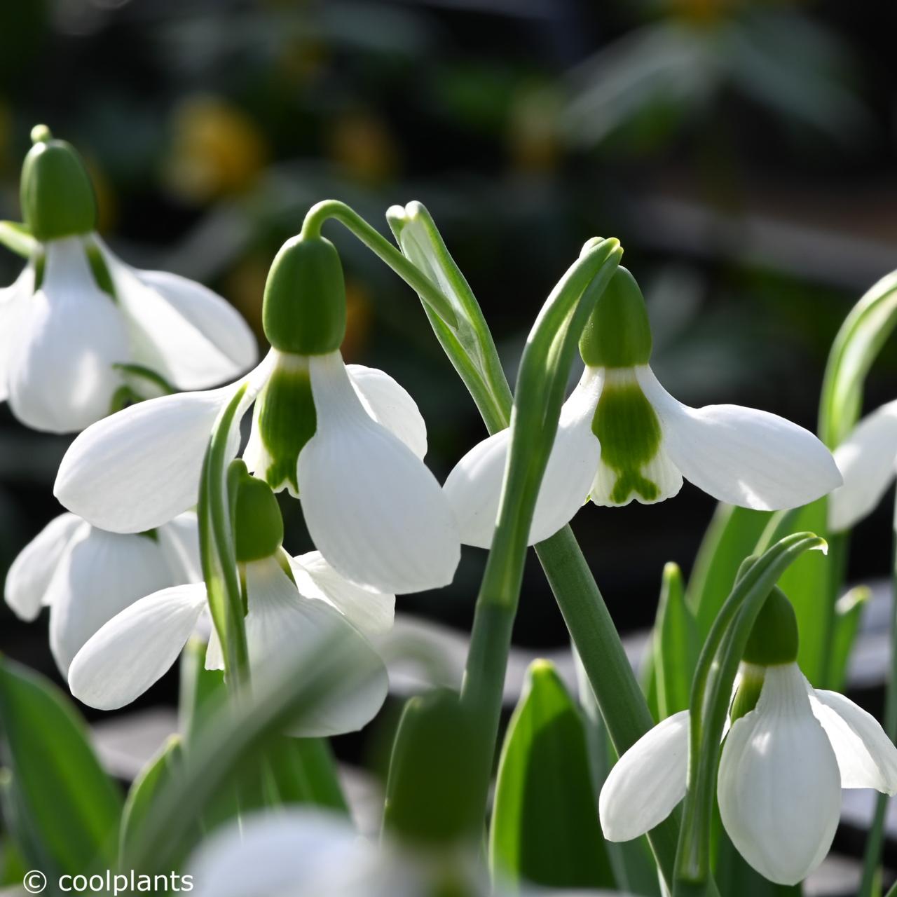 Galanthus elwesii 'Beluga' plant