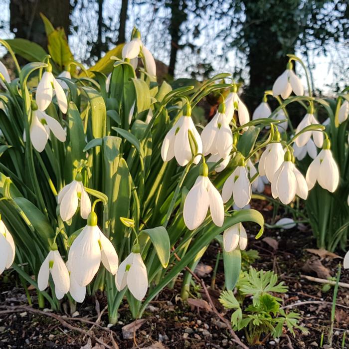 Galanthus 'Bertram Anderson' plant