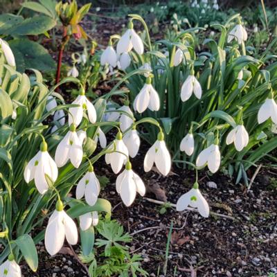 galanthus-bertram-anderson_400.jpeg