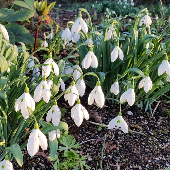 Galanthus 'Bertram Anderson' plant