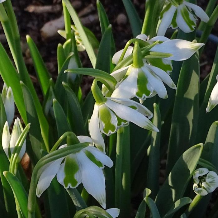 Galanthus 'Betty Hansell' plant