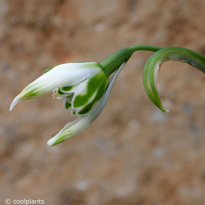 Galanthus 'Betty Hansell' plant