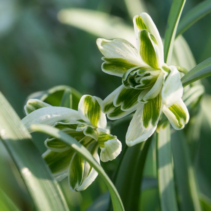 Galanthus 'Blewbury Tart'