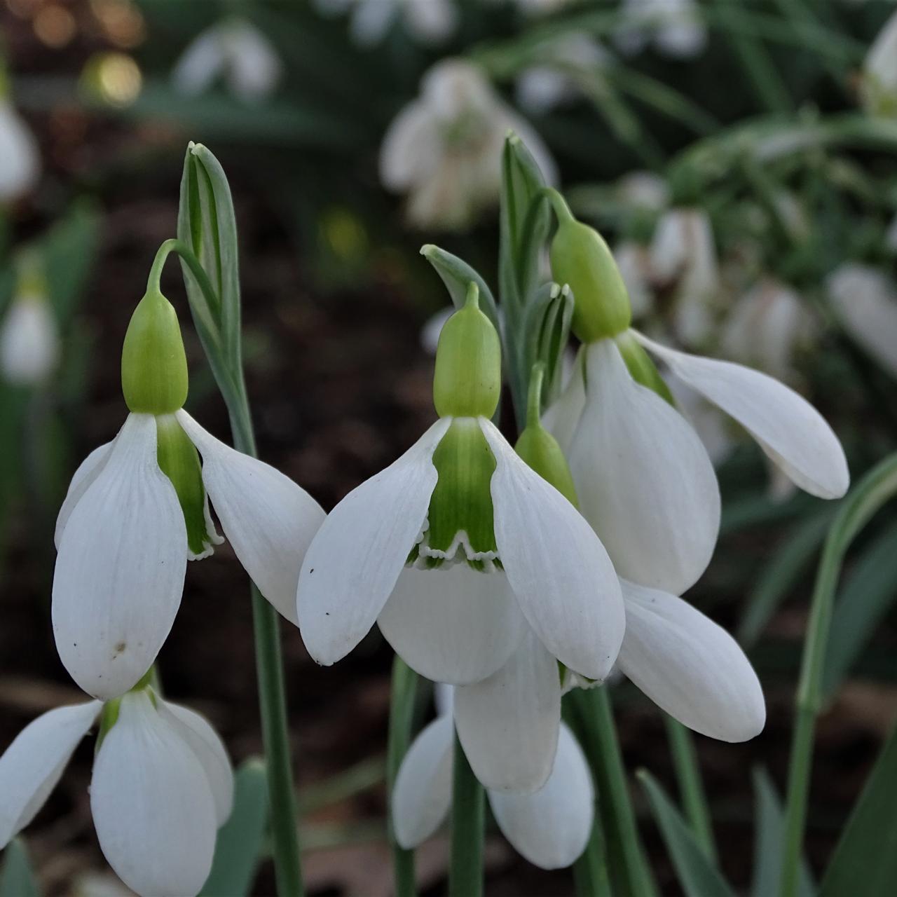 Galanthus 'Bloomer' plant