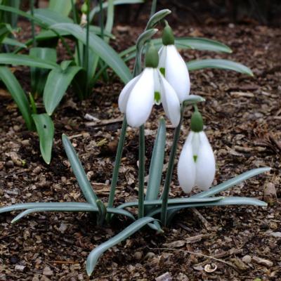 galanthus-blue-peter_1_400.jpeg