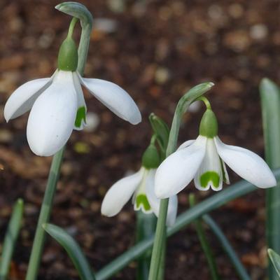 galanthus-blue-peter