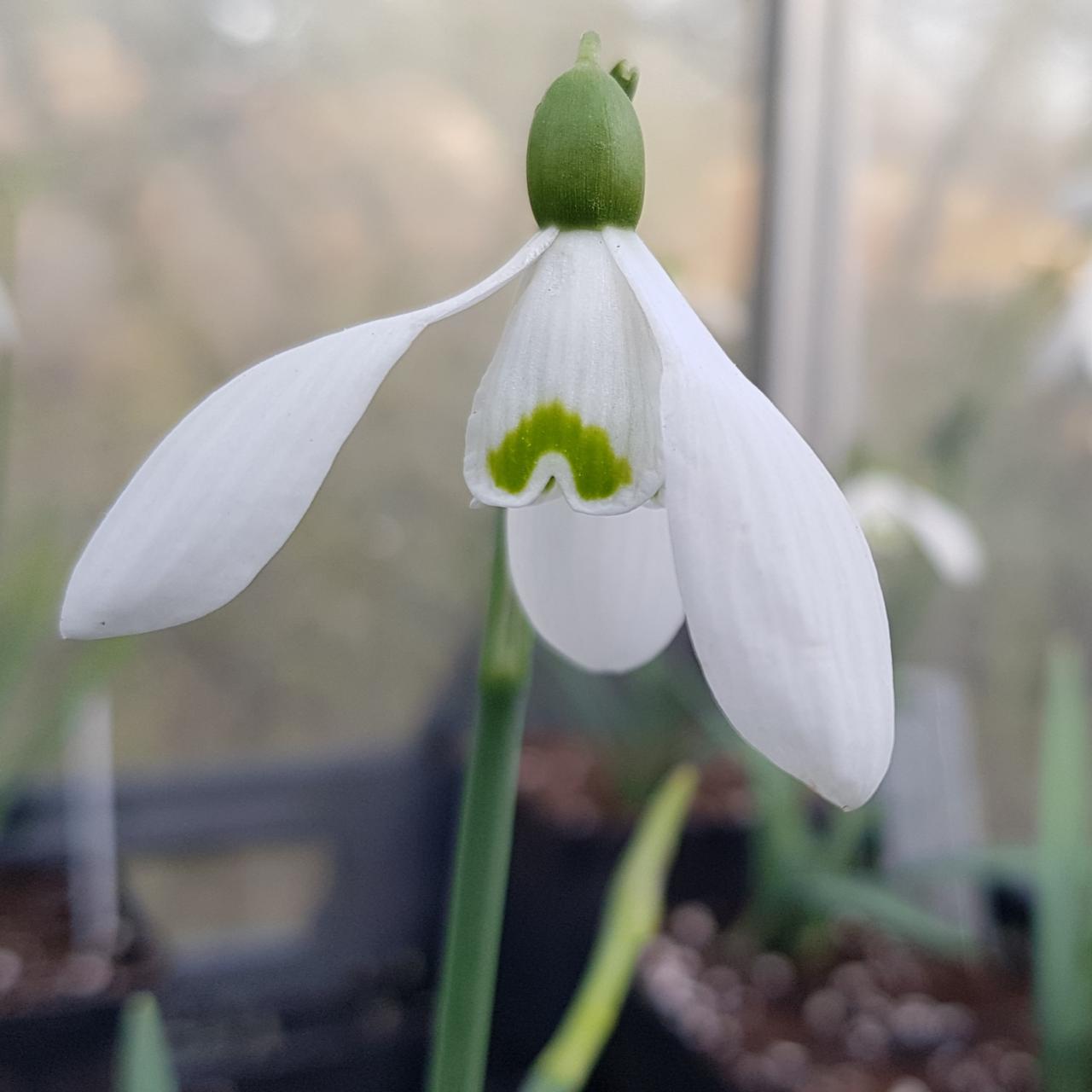 Galanthus 'Brenda Troyle' plant