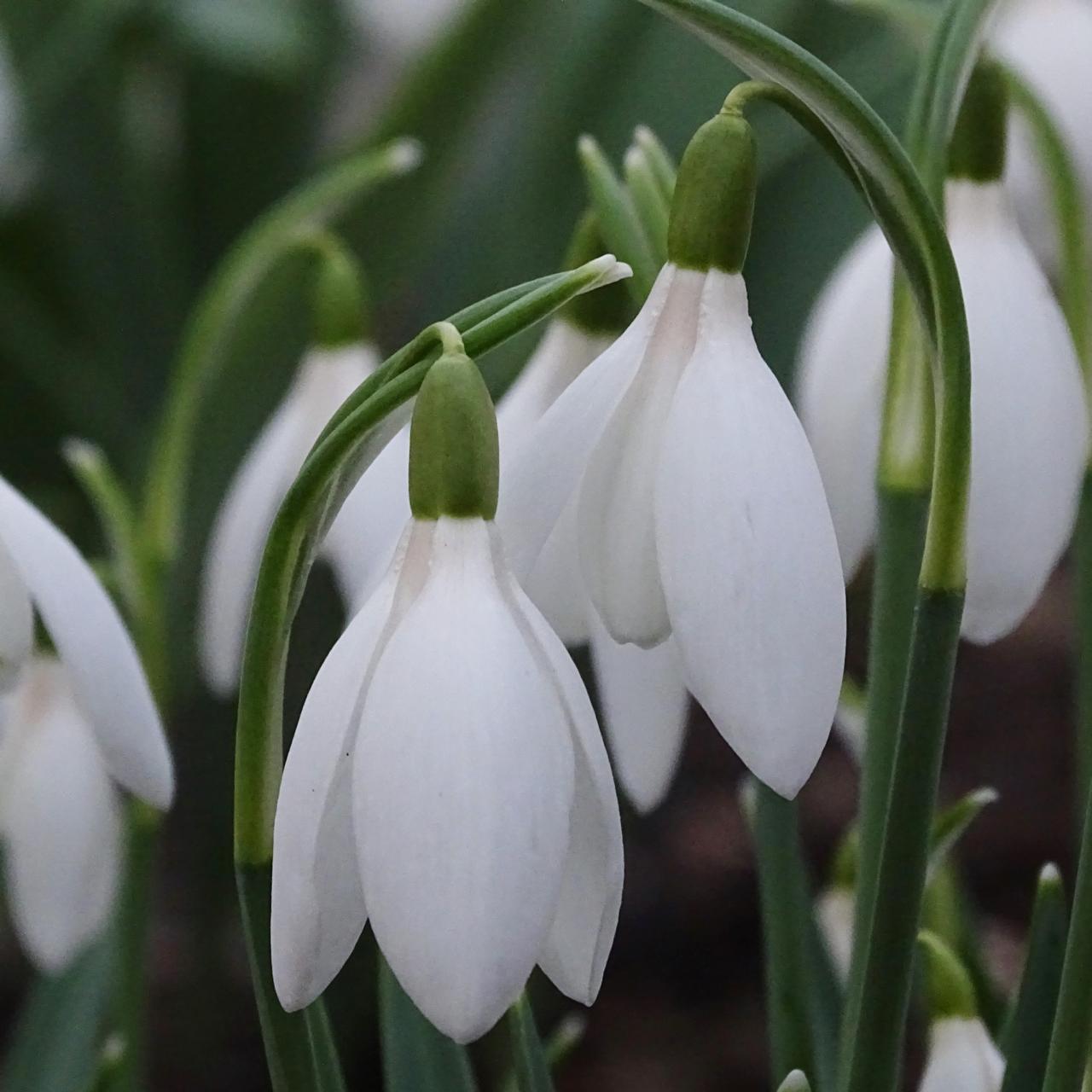 Galanthus 'Bridesmaid' plant