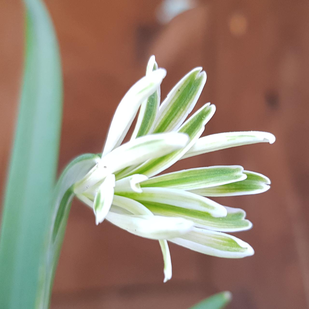 Galanthus nivalis 'Bunch' plant