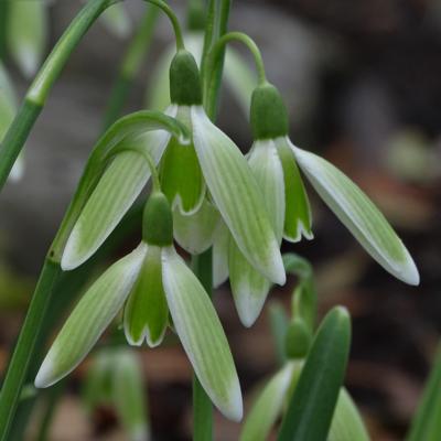 galanthus-calabrian-green_400.jpeg