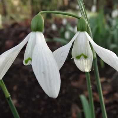 galanthus-castlegar_400.jpeg