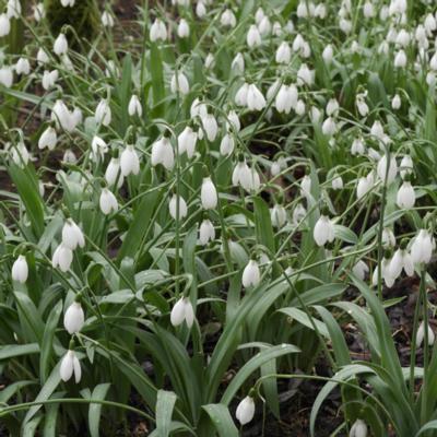 galanthus-cedric-prolific_1_400.jpeg