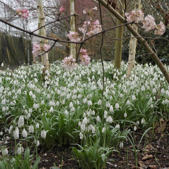 Galanthus elwesii  'Cedric Prolific' plant