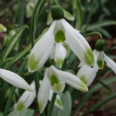 galanthus-chantry-cracker_400.jpeg