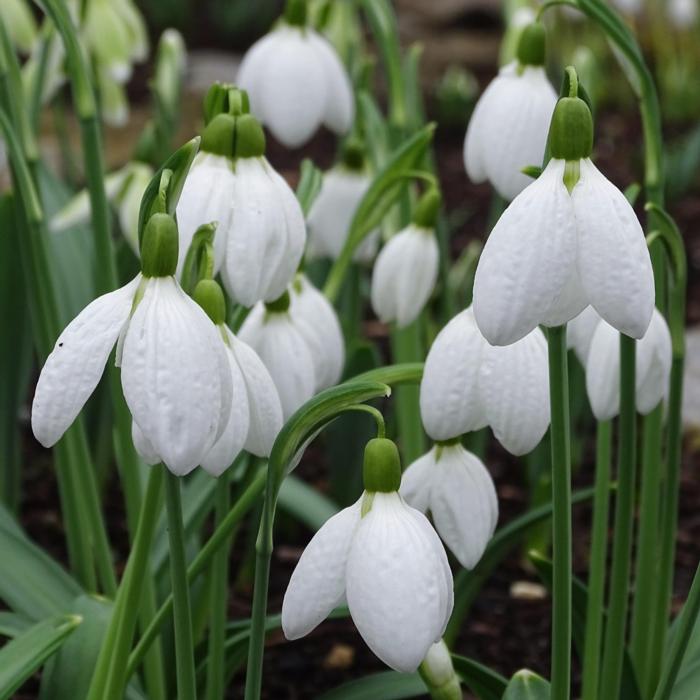 Galanthus 'Chantry Taffeta' plant