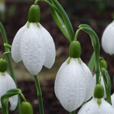 galanthus-chantry-taffeta_400.jpeg