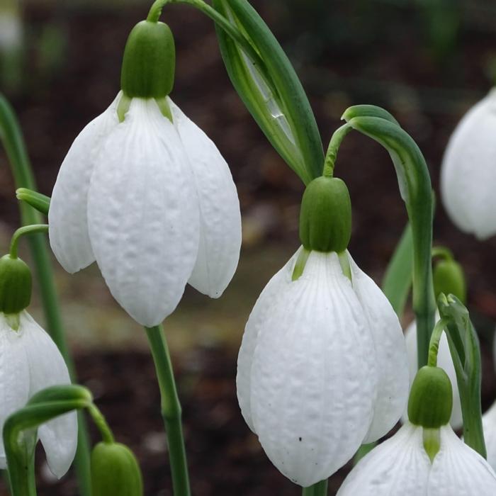 Galanthus 'Chantry Taffeta' plant