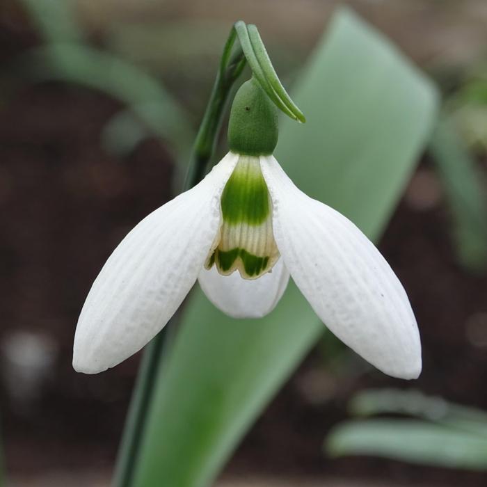 Galanthus 'Charmröte' plant