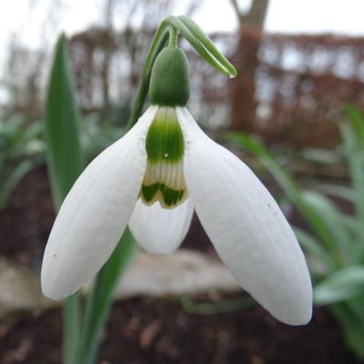 galanthus-charmrote