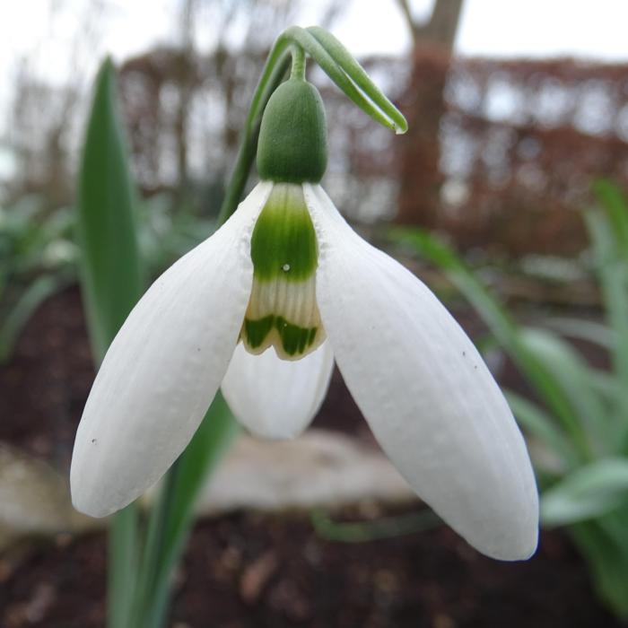 Galanthus 'Charmröte' plant