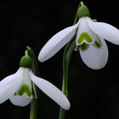 galanthus-christine_400.jpeg