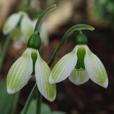 galanthus-claud-biddulph_400.jpeg